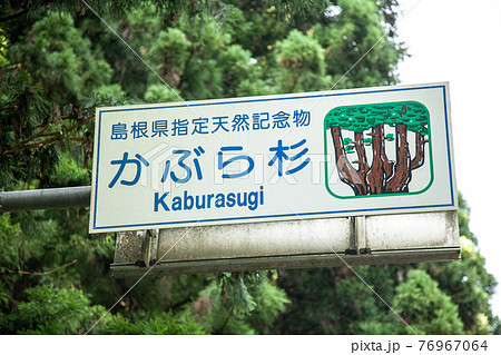 島根県 隠岐の島 島後のかぶら杉 Millennium cedar at Okinoshima 島根県 隠岐の島 島後のかぶら杉 Millennium cedar at Okinoshima 76967064