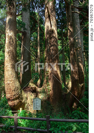 島根県 隠岐の島 島後のかぶら杉 Millennium cedar at Okinoshima 島根県 隠岐の島 島後のかぶら杉 Millennium cedar at Okinoshima 76967079