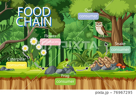 Food Chain Diagram Concept On Forest Background Stock Illustration