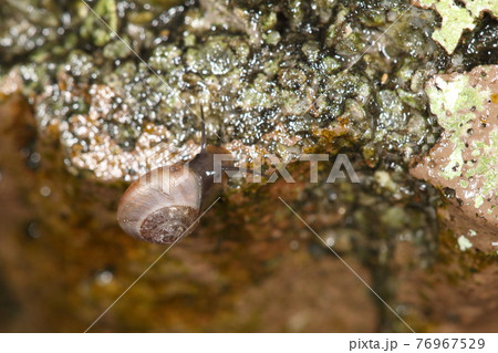 生き物 陸貝 ヤエヤマヤマキサゴ、日本固有種。八重山の陸貝ですの写真素材 [76967529] - PIXTA