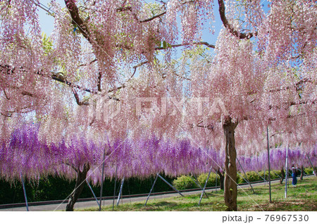 満開の藤の花　和歌山県有田川町　吉田藤園 76967530