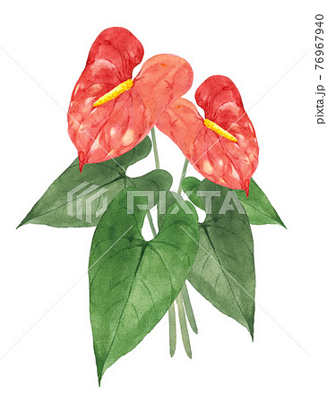 anthurium watercolor painting