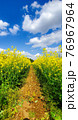 菜の花畑 76967964