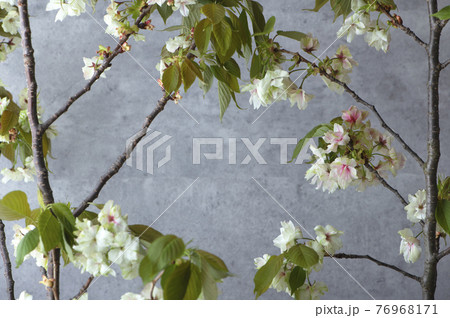 御衣黄桜　ギョイコウザクラ 76968171