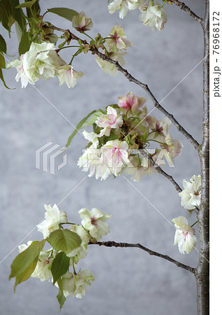 御衣黄桜 ギョイコウザクラ 御衣黄桜 ギョイコウザクラ 76968172