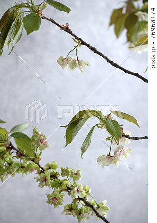 御衣黄桜　ギョイコウザクラ 76968174