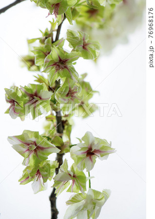 御衣黄桜　ギョイコウザクラ 76968176