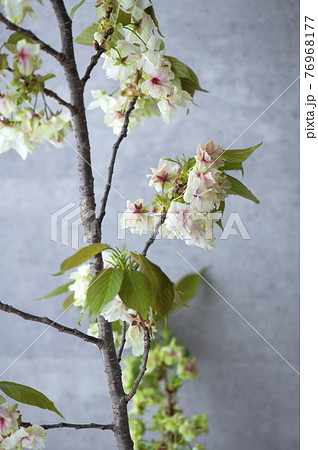 御衣黄桜 ギョイコウザクラ 御衣黄桜 ギョイコウザクラ 76968177