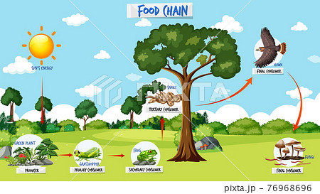 Food Chain Example | Pearltrees-saigonsouth.com.vn