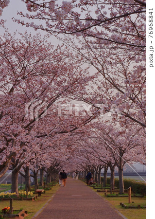 桜のトンネル 桜のトンネル 76968841