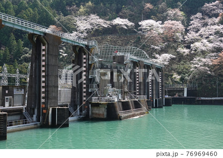 川口ダムと桜 76969460