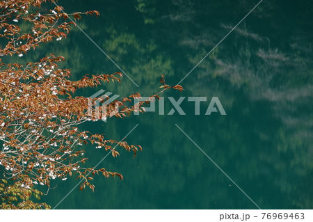 ヤマザクラと長安ダム湖 ヤマザクラと長安ダム湖 76969463