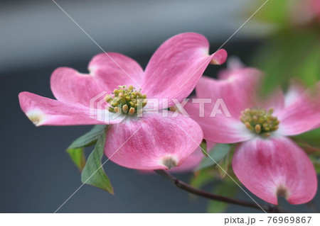 アメリカからの贈物 アメリカからの贈物 76969867