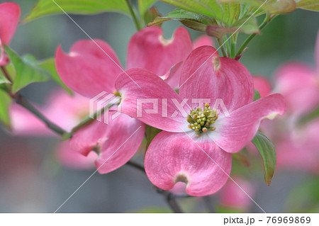 アメリカからの贈物 アメリカからの贈物 76969869