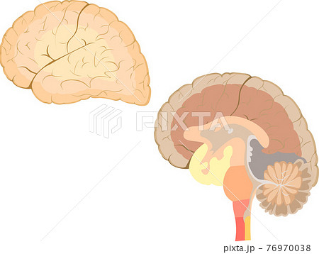 脳 簡易 構造 イラストのイラスト素材