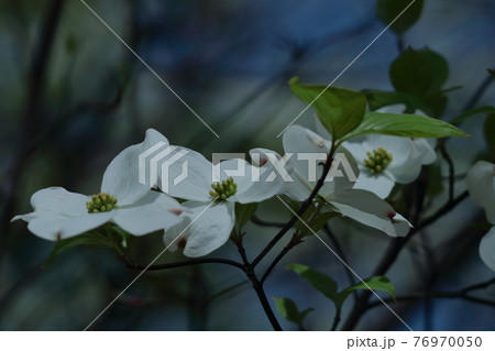 アメリカからの贈物 76970050