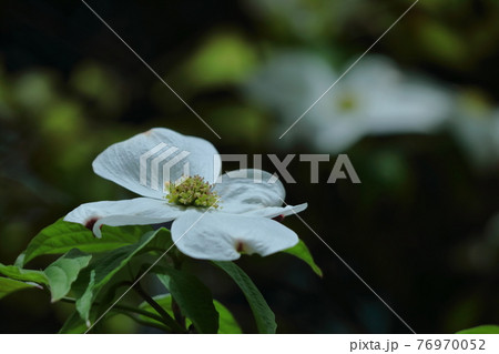 アメリカからの贈物 76970052