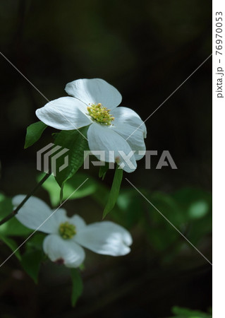 アメリカからの贈物 アメリカからの贈物 76970053