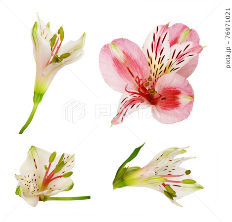 Set of white and pink alstroemeria flower and buds isolated 76971021