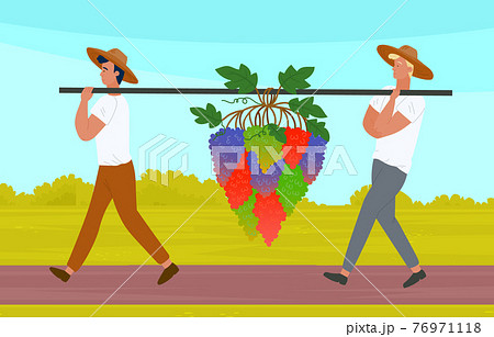 Male characters picking grapes on vineyard plantation. Farmers collecting ripe grapes autumn harvest 76971118