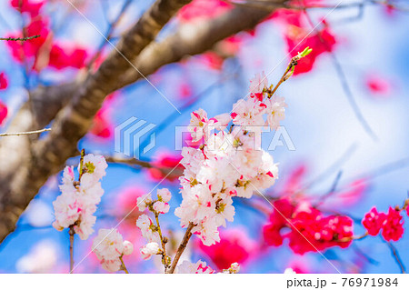 阿智村の花桃と青空 【長野県】 阿智村の花桃と青空 【長野県】 76971984