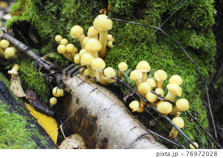 Mushrooms in the forest Mushrooms in the forest 76972028