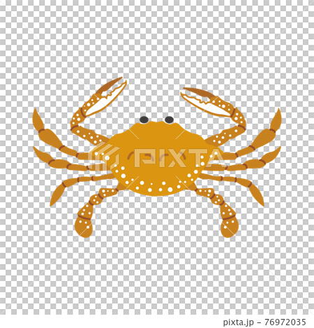 Illustration of gazami crab 76972035