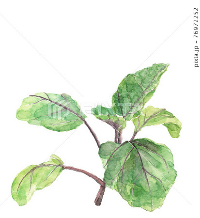 ナスの苗【手描き水彩画】野菜 素材 白バック PNG コピースペースあり 76972252