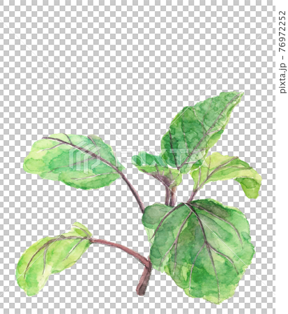 ナスの苗【手描き水彩画】野菜 素材 白バック PNG コピースペースあり 76972252