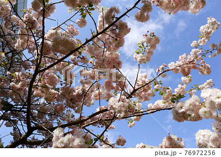 サトザクラ（松月） 76972256