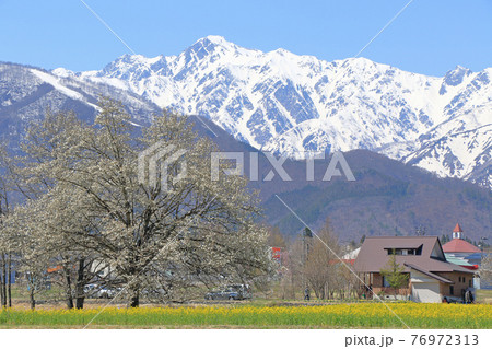 白馬の春 四十九院のコブシ 白馬の春 四十九院のコブシ 76972313
