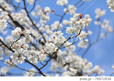 さくら さくら 76972638