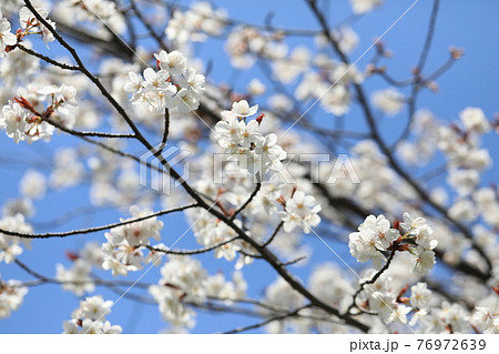 さくら さくら 76972639