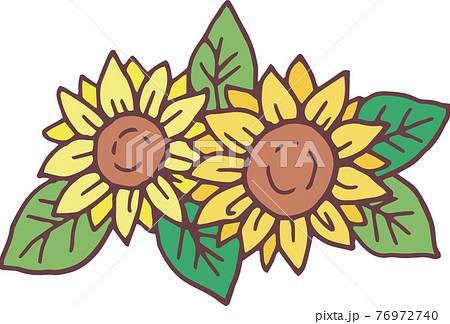 ひまわりの花二輪のイラスト素材