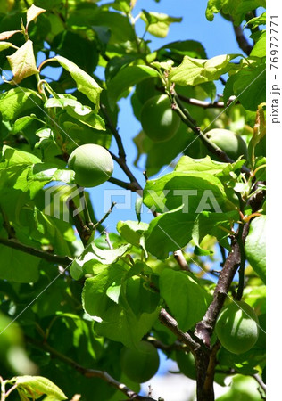 梅の実 青梅 梅の実 青梅 76972771