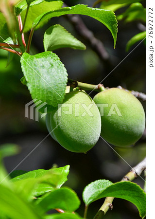 梅の実 青梅 梅の実 青梅 76972772