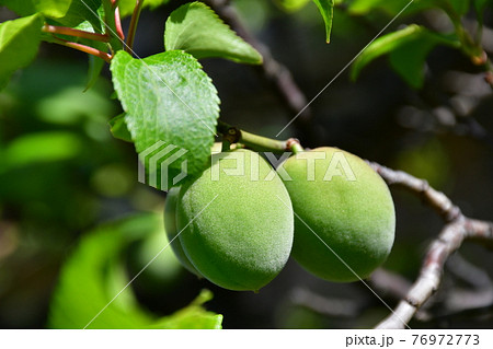梅の実　青梅 76972773