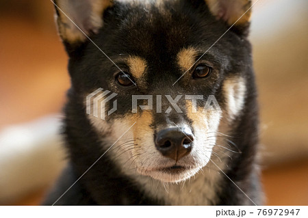 カメラ目線の柴犬 カメラ目線の柴犬 76972947