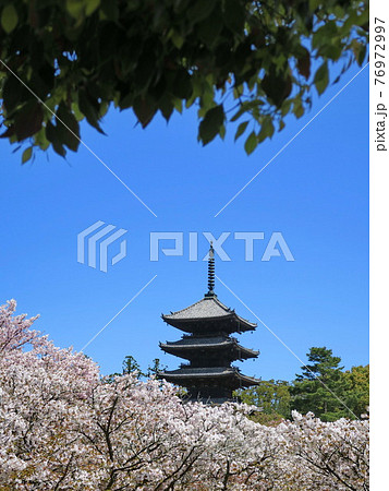 京都　仁和寺の満開の御室桜と五重塔 76972997