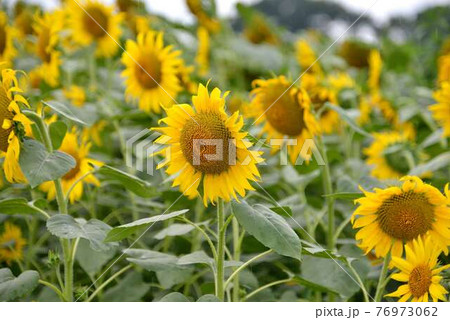 ひまわり 76973062