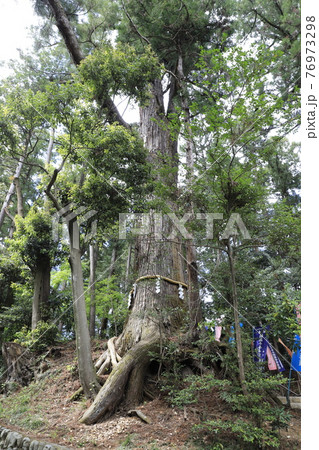塩船観音寺(しおぶねかんのんじ) 大杉 東京都青梅市塩船 塩船観音寺(しおぶねかんのんじ) 大杉 東京都青梅市塩船 76973298