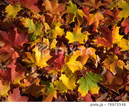背景 バックグラウンド バックグランド 76973548