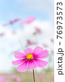 一輪のコスモス 76973573