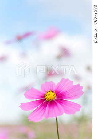 一輪のコスモス 一輪のコスモス 76973573