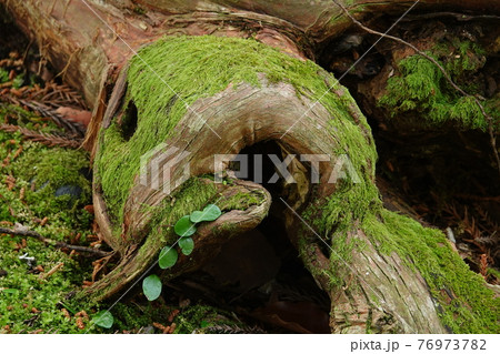 宇宙人に見える根っこ 76973782