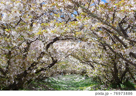 京都 仁和寺 御室桜のトンネル 76973886