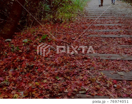 落ち葉を踏みしめる秋の廃線跡ウォーク 落ち葉を踏みしめる秋の廃線跡ウォーク 76974051