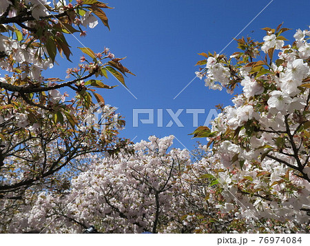 京都 仁和寺の御室桜 76974084