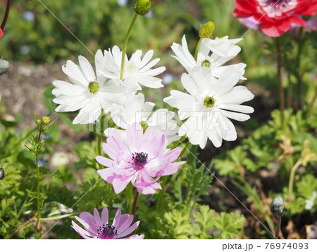 アネモネ 76974093
