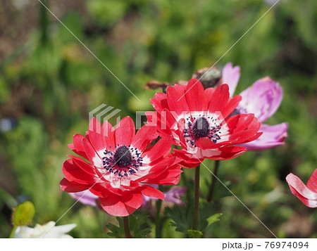 アネモネ 76974094